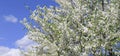 Spring flowers. Beautifully blossoming tree branch. Wide photo. Royalty Free Stock Photo