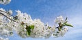 Spring flowers. Beautifully blossoming tree branch. Wide photo Royalty Free Stock Photo