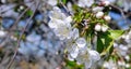 Spring flowers. Beautifully blossoming tree branch. Wide photo. Royalty Free Stock Photo