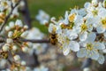 Spring flowers