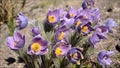 Spring flowers with bees and birdsong