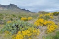 Spring flowers in Big Bend National Park, Texas Royalty Free Stock Photo