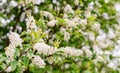 Spring flowers, bird cherry. Flowering Prunus Avium Tree with White Little Blossoms, bright nature background Royalty Free Stock Photo