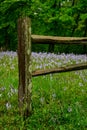 Spring Flowers Bloom Behind Old Fence Post Royalty Free Stock Photo