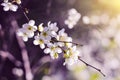 Spring flowers bloom on branch of cherry tree close up, macro, violet background Royalty Free Stock Photo