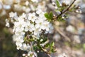 Spring flowers on blooming branch of cherry tree close up, macro, bokeh background Royalty Free Stock Photo