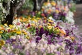 Spring flowers blooming on garden flowerbed. Springtime floral background Royalty Free Stock Photo