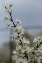 Spring flowers blooming in the garden with the other flowers bokeh background Royalty Free Stock Photo