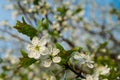 Spring flowers blooming in the garden with the other flowers bokeh background Royalty Free Stock Photo