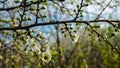 Spring flowers blooming in the garden with the other flowers bokeh background Royalty Free Stock Photo