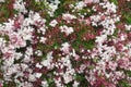 Spring flowers. Blooming pink jasmine vine Jasminum polyanthum