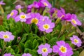 Spring flowers. Blooming primrose or primula flowers in a garden Royalty Free Stock Photo