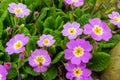 Spring flowers. Blooming primrose or primula flowers in a garden Royalty Free Stock Photo