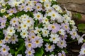 Spring flowers. Blooming primrose or primula flowers in a garden Royalty Free Stock Photo