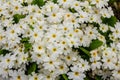 Spring flowers. Blooming primrose or primula flowers in a garden Royalty Free Stock Photo