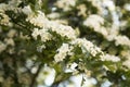 Spring flowers blooming tree background, summer time Royalty Free Stock Photo