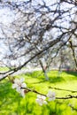 Spring flowers blooming white cherry on a blurred green background grass and garden. Sunny day Royalty Free Stock Photo