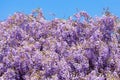 Spring flowers. Blooming wisteria against blue sky Royalty Free Stock Photo