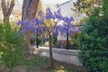 Spring flowers. Blooming wisteria in Mediterranean park