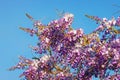 Spring flowers. Blooming wisteria vine against blue sky Royalty Free Stock Photo