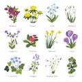 Spring flowers in blossom, primrose and crocus