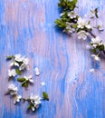 Spring Flowers on the blue background of an old vintage blue board Royalty Free Stock Photo