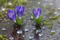 Spring flowers of blue crocuses in drops of water on the background of tracks of rain drops ai generated Royalty Free Stock Photo