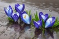 Spring flowers of blue crocuses in drops of water on the background of tracks of rain drops ai generated Royalty Free Stock Photo