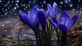 Spring flowers of blue crocuses in drops of water on the background of tracks of rain drops3 Royalty Free Stock Photo