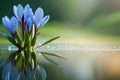 Spring flowers of blue crocuses in drops of water on the background of tracks of rain drops Royalty Free Stock Photo