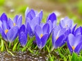 Spring flowers of blue crocuses in drops of water