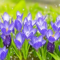 Spring flowers of blue crocuses in drops of water on the background of tracks of rain drops Royalty Free Stock Photo