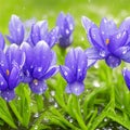 Spring flowers of blue crocuses in drops of water on the background of tracks of rain drops Royalty Free Stock Photo