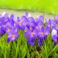 Spring flowers of blue crocuses in drops of water on the background of tracks of rain drops