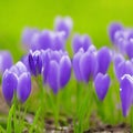 Spring flowers of blue crocuses in drops of water on the background of tracks of rain drops