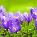 Spring flowers of blue crocuses in drops of water on the background of tracks of rain drops