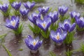 Spring flowers of blue crocuses in drops of water on the background of tracks of rain drops ai generated Royalty Free Stock Photo