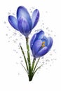 Spring flowers of blue crocuses in drops of water AI generated