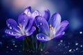 Spring flowers of blue crocuses in drops of water AI generated