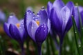 Spring flowers of blue crocuses in drops of water AI generated