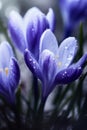 Spring flowers of blue crocuses in drops of water AI generated