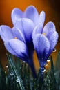 Spring flowers of blue crocuses in drops of water AI generated