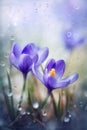 Spring flowers of blue crocuses in drops of water AI generated