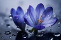 Spring flowers of blue crocuses in drops of water AI generated