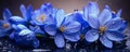 Spring flowers of blue crocuses in drops of water