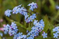 Spring flowers. blue forget-me-not flowers close-up. natural flower background Royalty Free Stock Photo