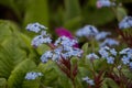 Spring flowers. blue forget-me-not flowers close-up. natural flower background Royalty Free Stock Photo