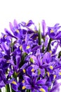 Spring flowers blue iris Royalty Free Stock Photo