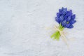 Spring flowers. Blue muscari spring flowers grape hyacinth on white grunge stone background. Top view, flat lay, copy Royalty Free Stock Photo