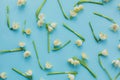Spring flowers on blue paper flat lay. Floral trendy pattern. Hello spring and Happy womens day Royalty Free Stock Photo